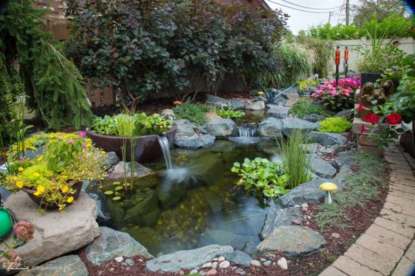 Understanding the Nitrogen Cycle in Your Backyard Pond